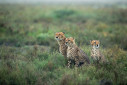 A cheetah and her two cubs getting drenched in the rain in Ndutu, Tanzania.