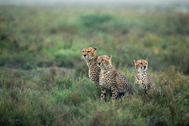 A cheetah and her two cubs getting drenched in the rain in Ndutu, Tanzania.