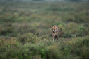 A cheetah intently walks towards an Thompson's Gazelle in the rain.