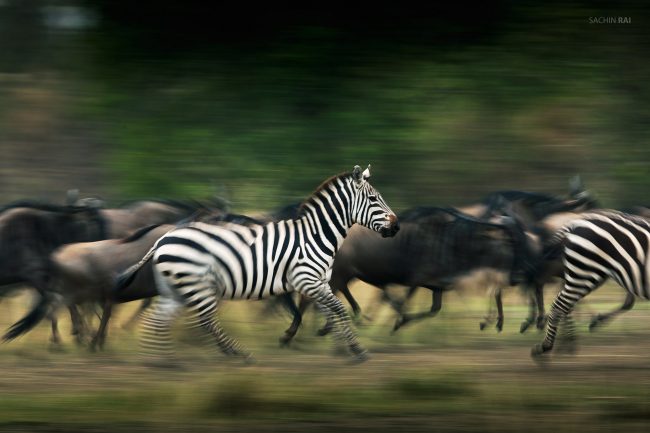 A herd of Zebra and Wildebeest rushing towards the Mara river in Masai Mara.