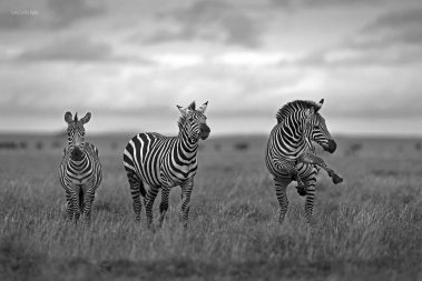 It looked like this zebra was showing off his dancing skills to his friends in the plains of Serengeti, Tanzania.