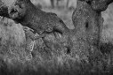 A leopard rubbing its cheek on a tree to leave behinds its scent to communicate with other leopards in the area.
