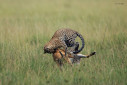 A leopard pounces on a male reedbuck.