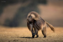 A male gelada baboon flashes his eyelashes as he walks towards another male in the vicinity.