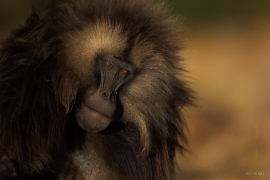 A portrait of a gelada baboon from the mountains of Ethiopia.