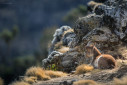 The Walia Ibex is an endangered species of Ibex from Ethiopia.