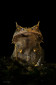 Borneon horned frog or also called the long-nosed horned frog (Megophrys nasuta) is one of the highlights of Borneo.
