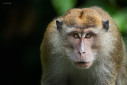 A portrait of a long tailed macaque from the rainforests of Borneo.