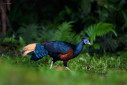 A crested fireback from the rainforests of Borneo.