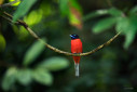 A scarlet-rumped trogon from the rainforests of Borneo.