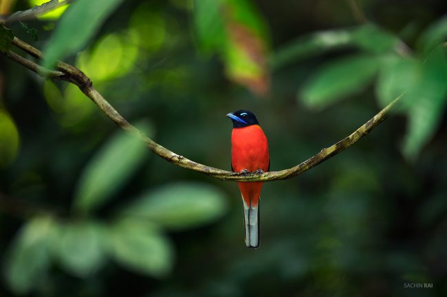 A scarlet-rumped trogon from the rainforests of Borneo.