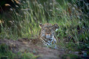 A portrait of a leopard from Masai Mara.