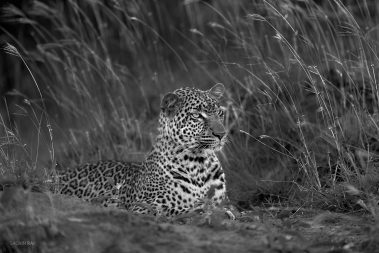 This leopards attention was on two male Impalas fighting in the distance.
