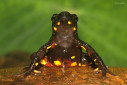 The torrent toad (Ghatophryne ornate) is one of the most colourful toads endemic to the Western Ghats of India.