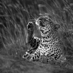 A leopard scratches its cheek lazily as it awaits its prey.