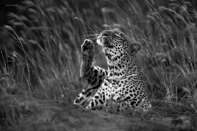 A leopard scratches its cheek lazily as it awaits its prey.