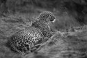 A leopard from Masai Mara, Kenya.