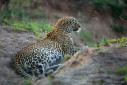 This leopard was sleeping there for sometime before she heard some Impala approaching her.