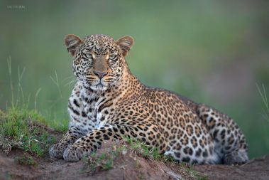Portrait of a leopard from Masai Mara.