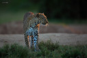 A leopard one late evening in Masai Mara