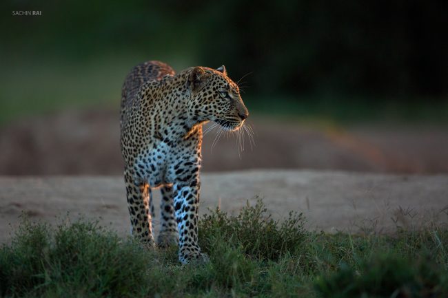 A leopard one late evening in Masai Mara