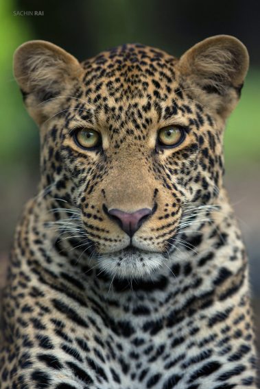 A portrait of a subadult male leopard from Masai Mara.