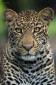 A portrait of a subadult male leopard from Masai Mara.