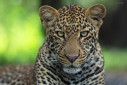 A portrait of a subadult male leopard from Masai Mara.