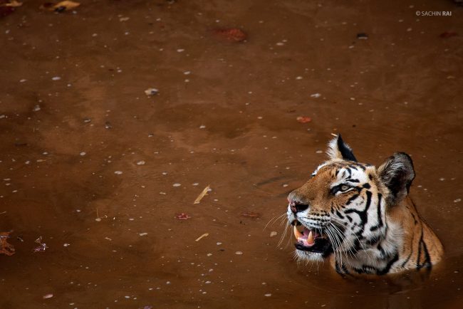 A tigress fondly called Jhujhura sitting in a muddy pool of water in Bandhavgarh, India.
