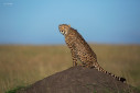 A cheetah on a termite mound in Masai Mara.