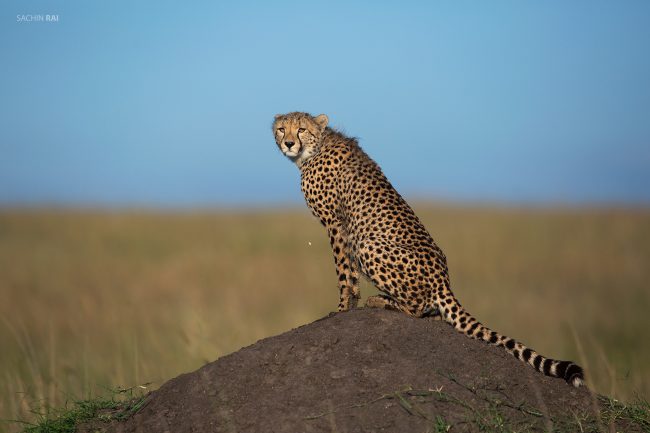 A cheetah on a termite mound in Masai Mara.