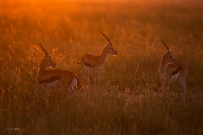 Thompson's Gazelle in golden light in Masai Mara.