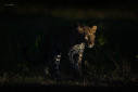 A leopard emerged from the bushes as the morning light lit up her face.