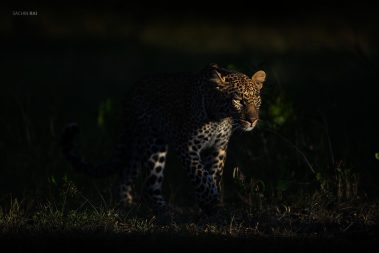 A leopard emerged from the bushes as the morning light lit up her face.