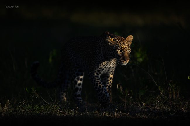 A leopard emerged from the bushes as the morning light lit up her face.