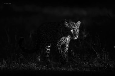 A leopard from Masai Mara.