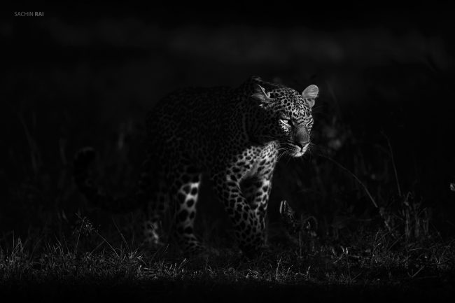 A leopard from Masai Mara.
