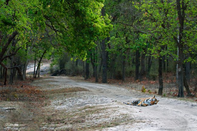 Tiger on the road