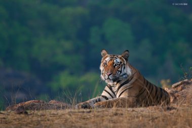 This young male tiger was sitting atop a small hillock in Bandhagarh, India.