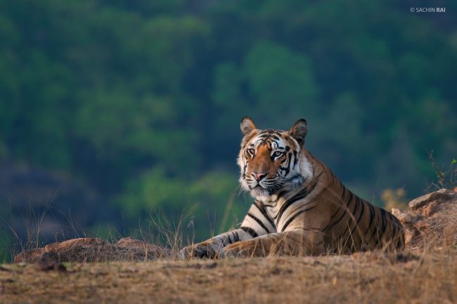 This young male tiger was sitting atop a small hillock in Bandhagarh, India.