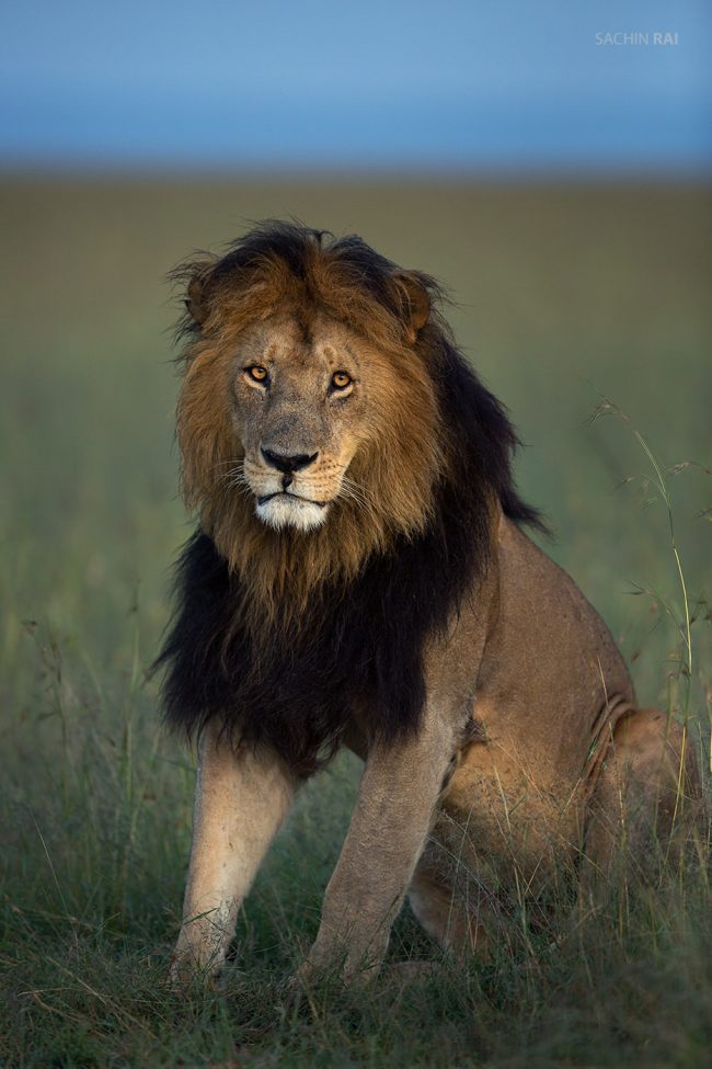 This male lion from Masai Mara was fondly called Blackie.