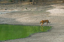 A male tiger approaches Gopalpur pond for a drink in Bandhavgarh, India.