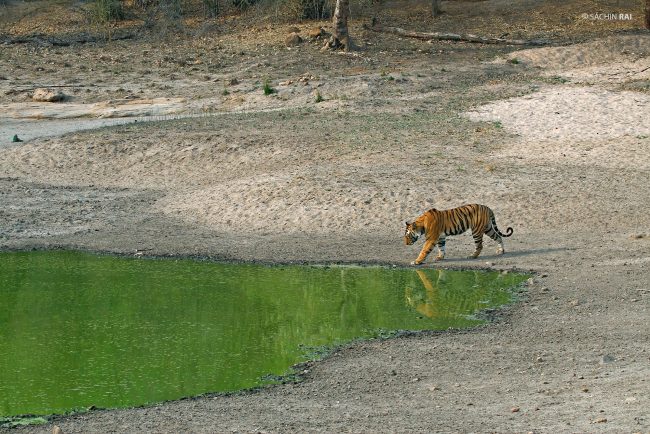 A male tiger approaches Gopalpur pond for a drink in Bandhavgarh, India.
