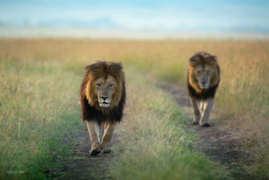 Blackie and Lipstick