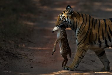 A tigress carrying a deer fawn