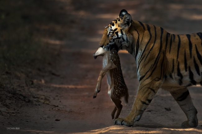 A tigress carrying a deer fawn