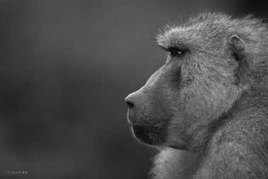 Olive Baboon from Nakuru, Kenya