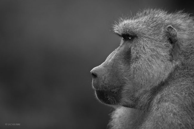 Olive Baboon from Nakuru, Kenya