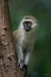 A young vervet monkey from Amboseli, Kenya