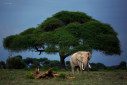 A bull elephant feeding in front of an Umbrella Acacia tree in Amboseli, Kenya.